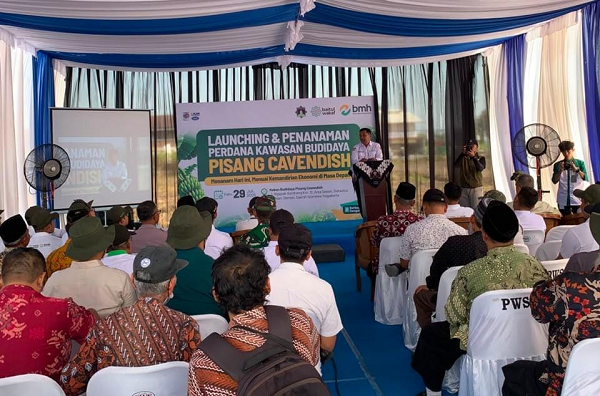 Laznas BMH dan Baitul Wakaf Resmikan Program Pertanian Pisang Cavendish di Sleman laznas.png